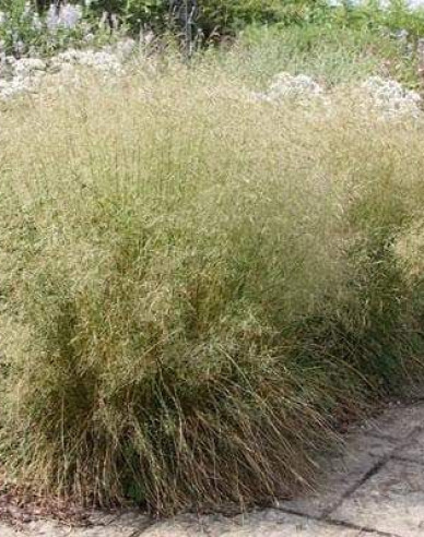 Deschampsia ´Goldtau´ 9x9