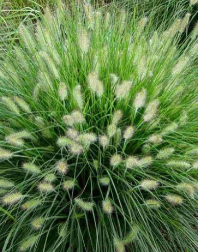 Pennisetum alopecuroides (iarbă-fântână) ´Hameln´