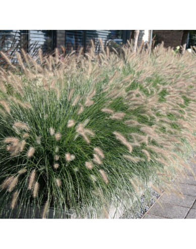 Pennisetum alopecuroides (iarbă-fântână) ´Hameln´