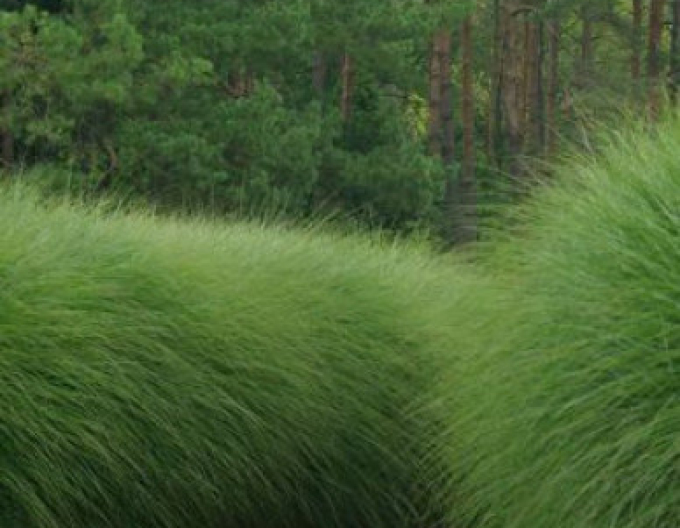 Miscanthus sinensis ´Gracillimus´ 10l