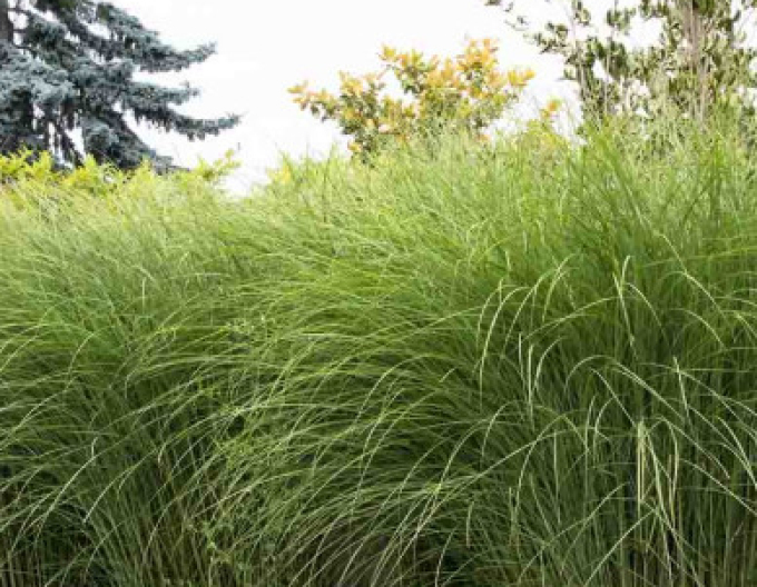 Miscanthus sinensis ´Gracillimus´ 10l