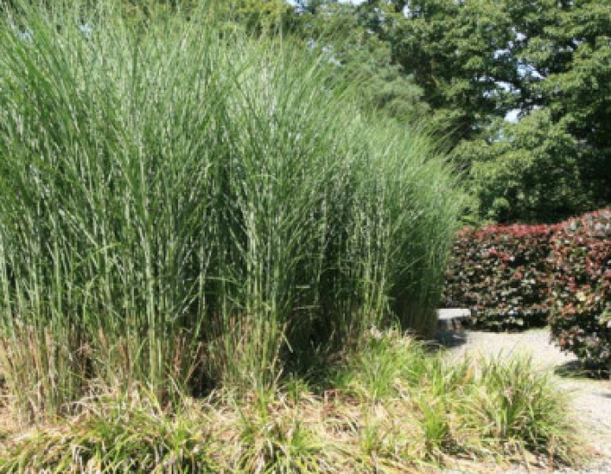 Miscanthus sinensis ´Gracillimus´ 10l