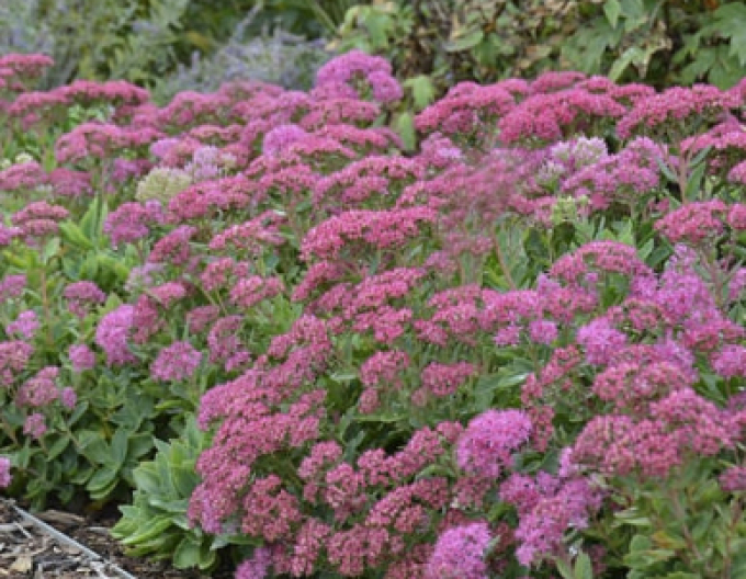 Hylotelephium - Stonecrop ´Carl´ 9x9
