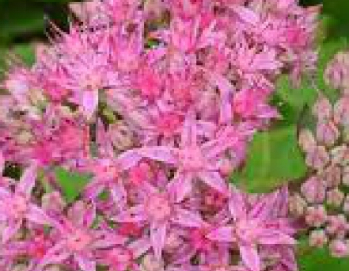 Hylotelephium - Stonecrop ´Carl´ 9x9