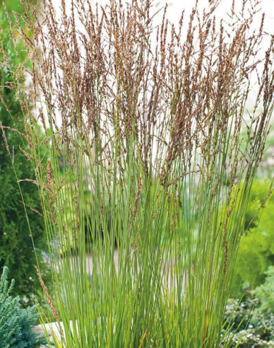 Molinia Heidebraut´