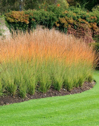 Molinia Heidebraut´