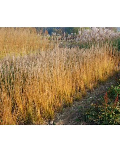Molinia Heidebraut´