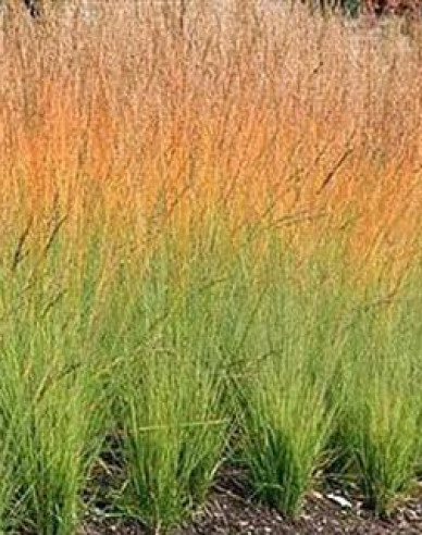 Molinia Heidebraut´