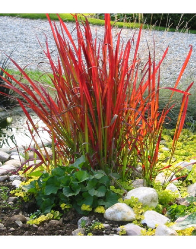Imperata cylindrica ´Red Baron´ 9x9