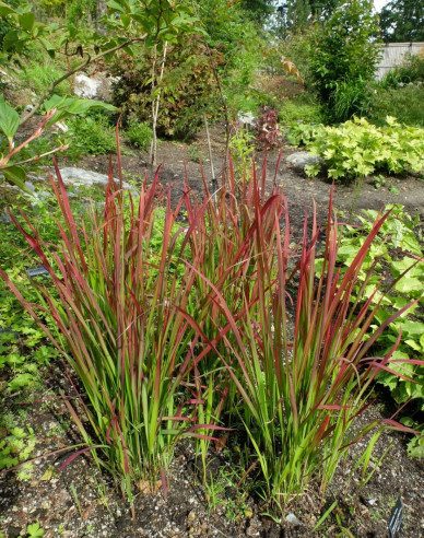 Imperata cylindrica ´Red Baron´ 9x9