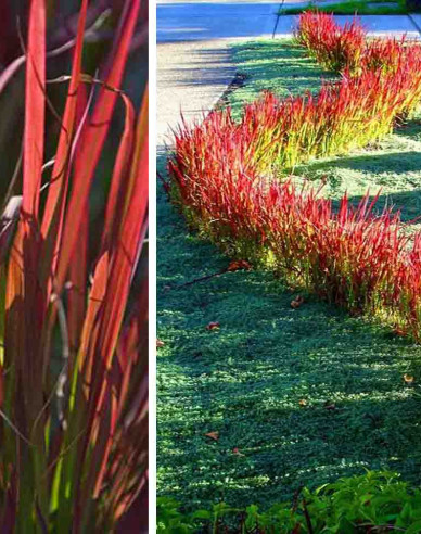 Imperata cylindrica ´Red Baron´ 9x9