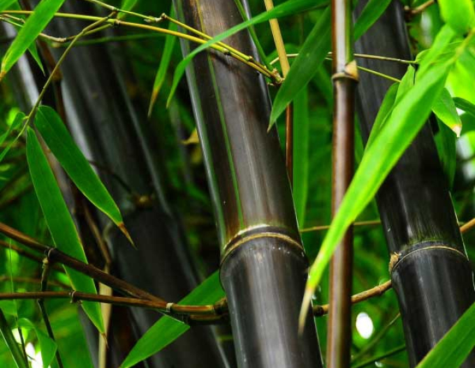 Phyllostachis negru