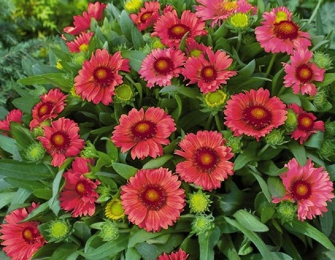 Gaillardia "Messa Red