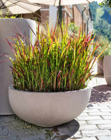 Imperata cylindrica ´Red Baron´ 9x9