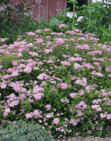 Spirea japoneză ´Little Princess´ 9x9