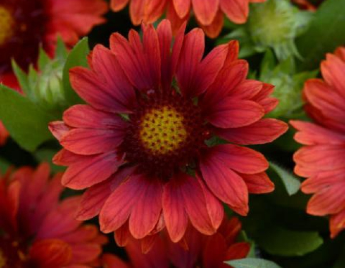 Gaillardia "Messa Red