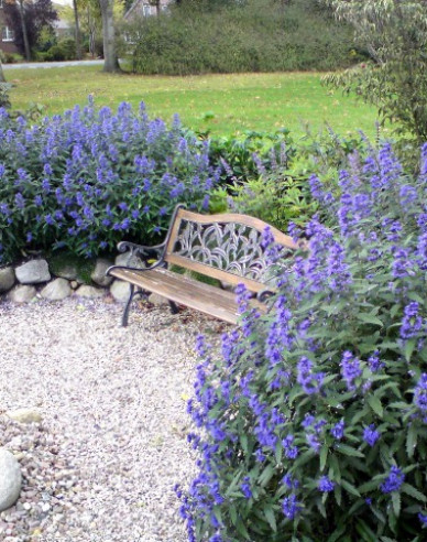Caryopteris × clandonensis "HEAVENLY BLUE" 2,5l