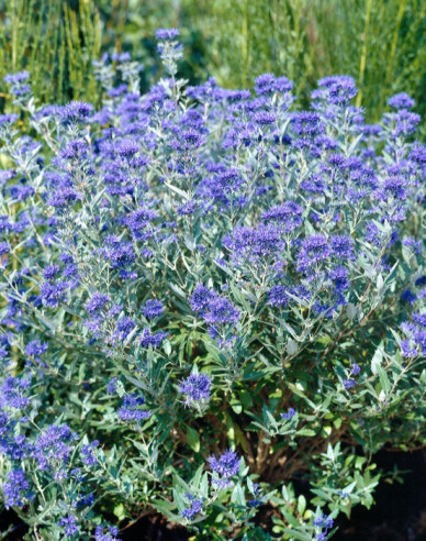 Caryopteris × clandonensis "HEAVENLY BLUE" 2,5l