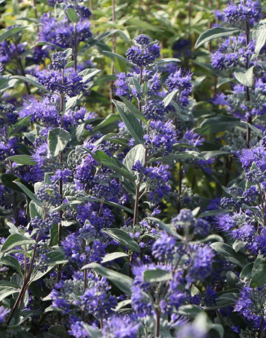Caryopteris × clandonensis "HEAVENLY BLUE" 2,5l