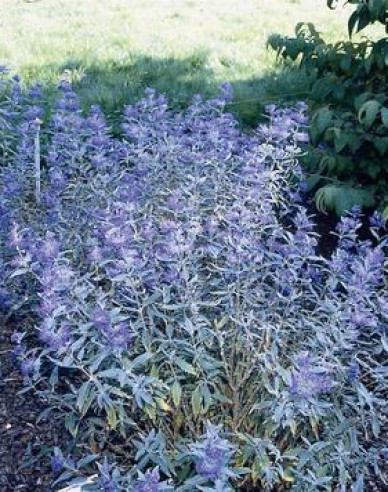 Caryopteris × clandonensis "HEAVENLY BLUE" 2,5l