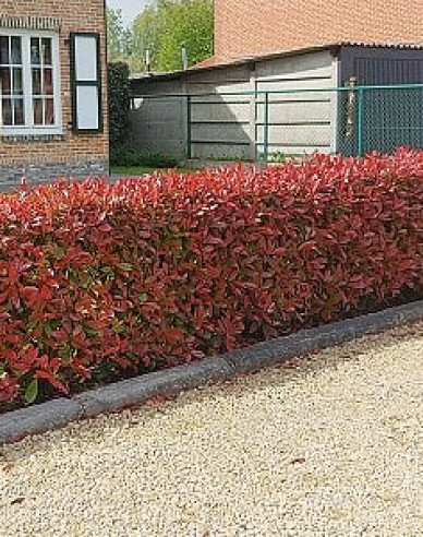 Photinia  Red Robin Nana Ball