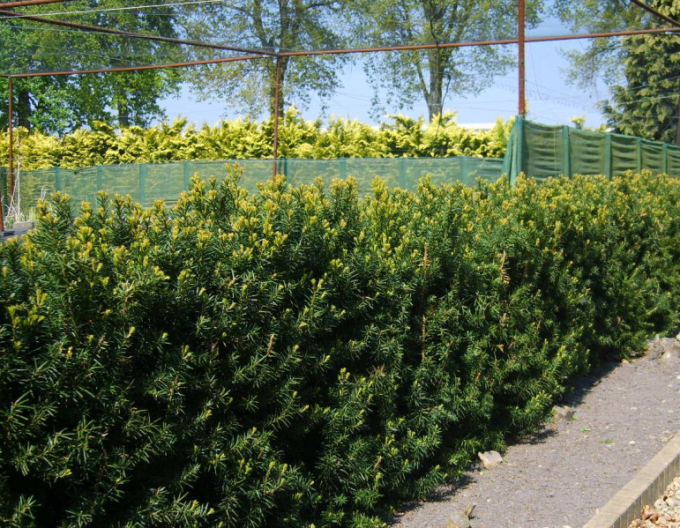 Tisa Taxus-baccata