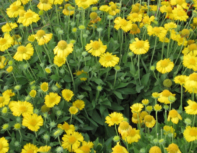 Gaillardia Messa Yellow