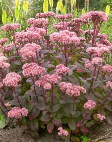 Hylotelephium - Stonecrop ´Matrona´ 9x9