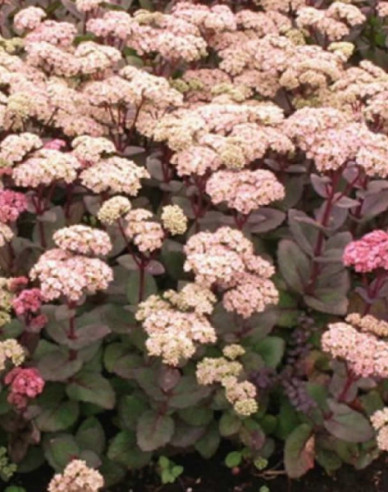Hylotelephium - Stonecrop ´Matrona´ 9x9