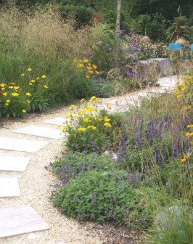 Deschampsia  ´Goldschleier´ 9x9