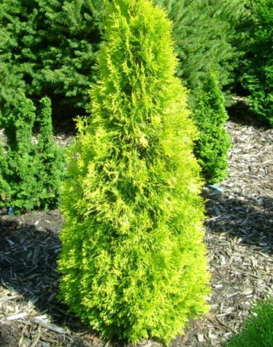 Thuja ´Golden Smaragd´
