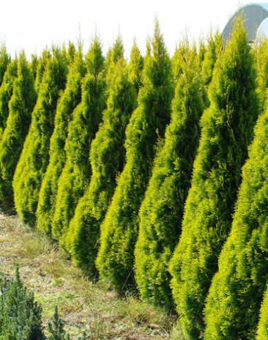 Thuja ´Golden Smaragd´