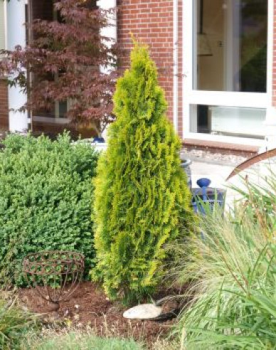 Thuja ´Golden Smaragd´