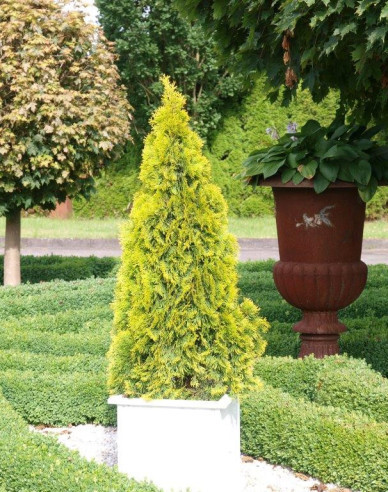 Thuja ´Golden Smaragd´