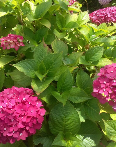 Hydrangea macrophylla Alpengluhen