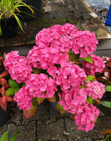 Hydrangea macrophylla Alpengluhen