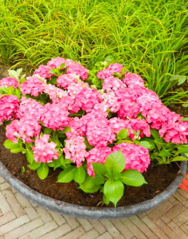 Hydrangea macrophylla Alpengluhen