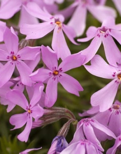 Phlox ´Moerheimi´