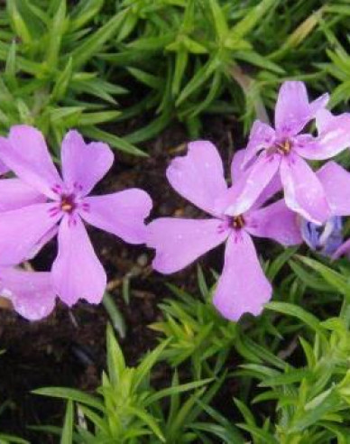 Phlox ´Moerheimi´