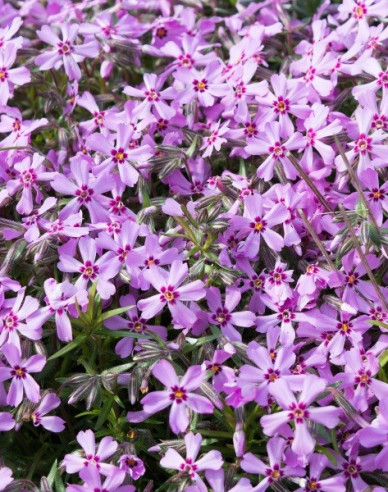 Phlox ´Moerheimi´