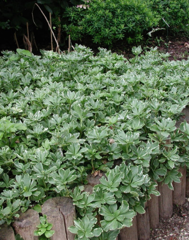 Pachysandra  ´Variegata´