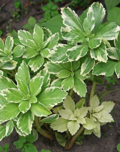 Pachysandra  ´Variegata´
