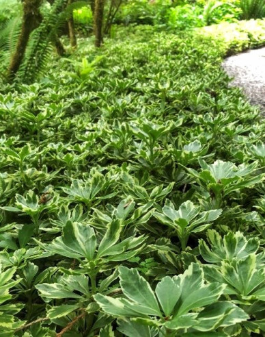 Pachysandra  ´Variegata´