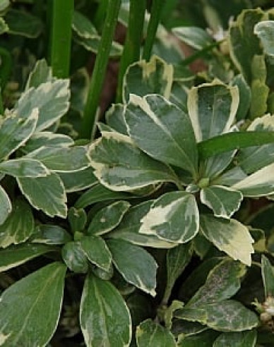 Pachysandra  ´Variegata´