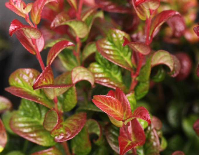 Leukote axillaris ´Twisting Red´