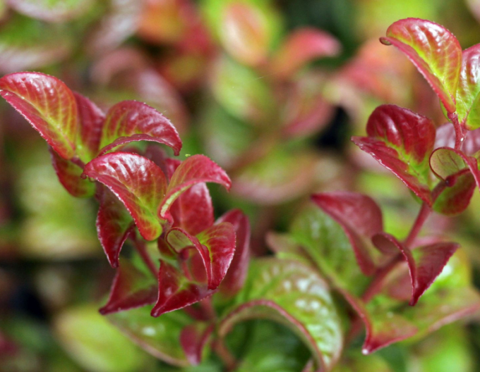 Leukote axillaris ´Twisting Red´