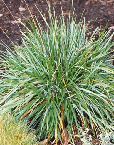 Sesleria 2l