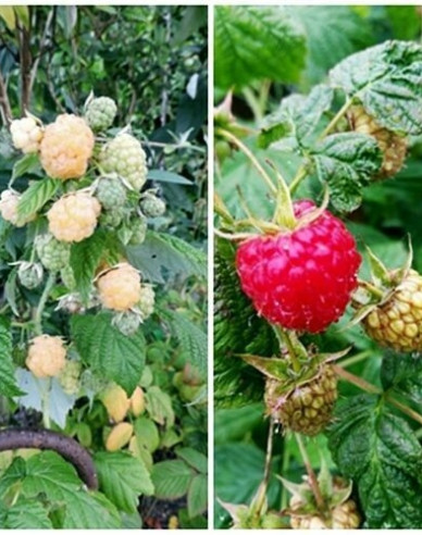 Mură Dorman Red