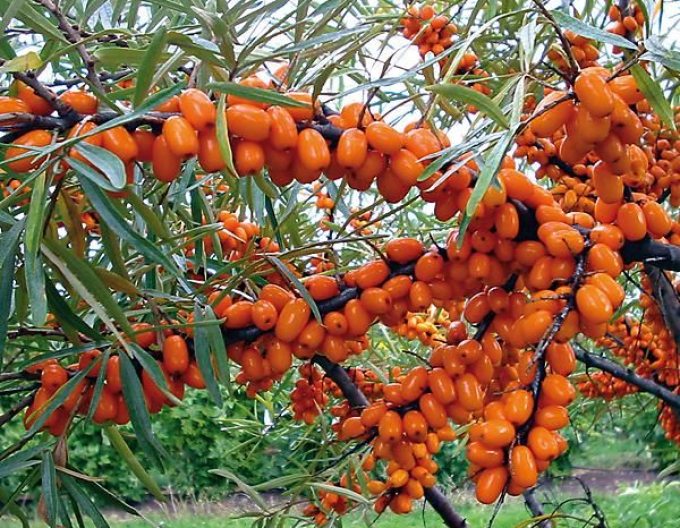 Cătină de mare "Friesdorfer Orange" autopolenizare