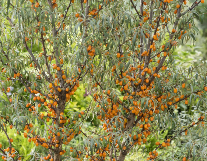 Cătină de mare "Friesdorfer Orange" autopolenizare